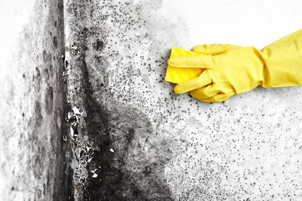 Vandercook Lake, MI Mold Removal Company